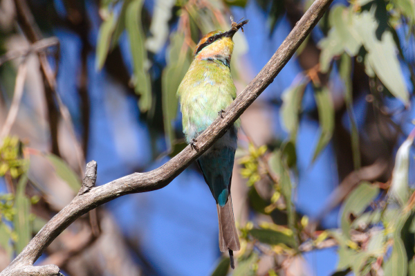 Colourful bird seen from below perched on a think branch. Has a green belly, blue under the tail, and yellow around the face with a black band from its beak down the side of its face. Background is large out of focus gum tree leaves and bright blue sky