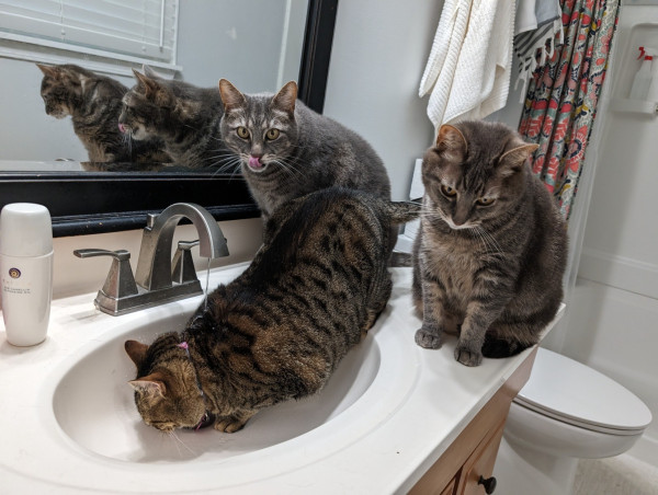 A photo of three tabby cats on a bathroom sink. In the back, Mina, a grey tabby, is staring into the camera with her tongue sticking out as she licks her own nose. On the right is Sumie, another grey tabby, looking down. Primrose, front, is a tabby cat who is standing with  her front legs down in the sink while the water pours onto her back so she can lick the water as it trickles down the drain.

Mina and Sumie's reflections can be seen in the mirror, for a bonus second glimpse of Mina's tongue.