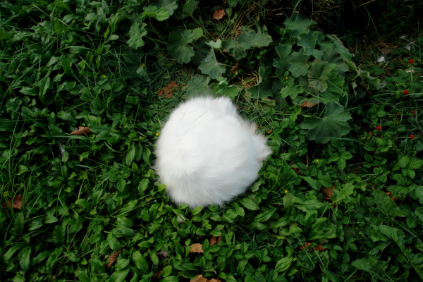 1. We spot in a garden bed of ivy, a small, pure white, fuzzy mound. 