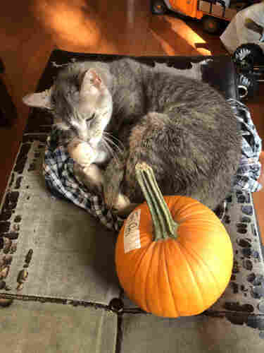 A gray cat with a pumpkin.