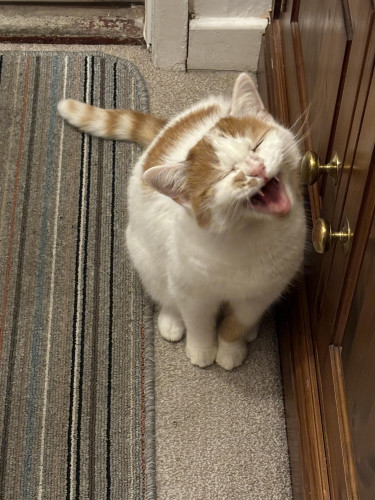 A ginger and white cat sitting by a closed cupboard. She has been caught mid-meow, her eyes closed and mouth wide open.