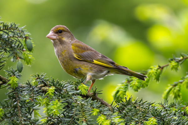 A European Greenfinch photographed inside a conifer. The bird was photographed in profile. 