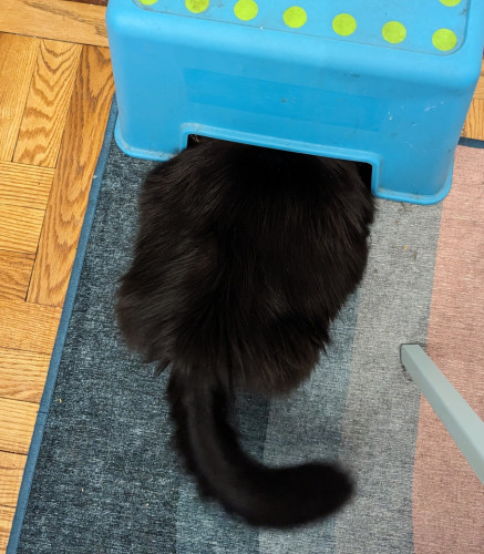 A fluffy black cat halfway squeezed under a blue Ikea stepstool, with her back half sticking out