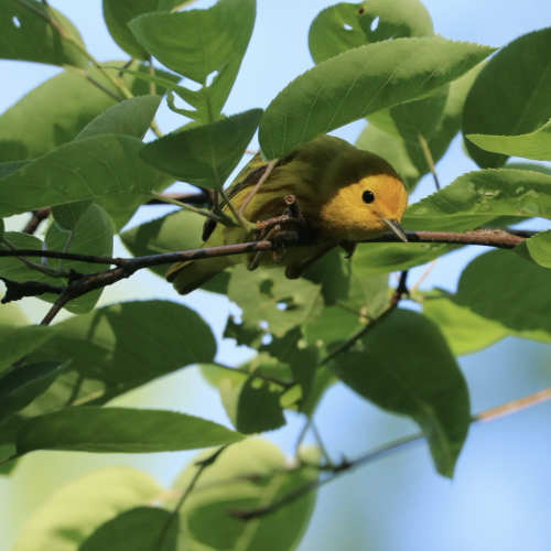A Yellow Warbler, its face and black eye in sunshine with the rest shaded, among green leaves on the branch of a tree.