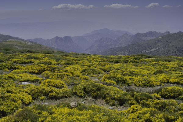 A sea of yellow mountain broom cover the foreground. In the distance the outline of some jagged mountain peaks