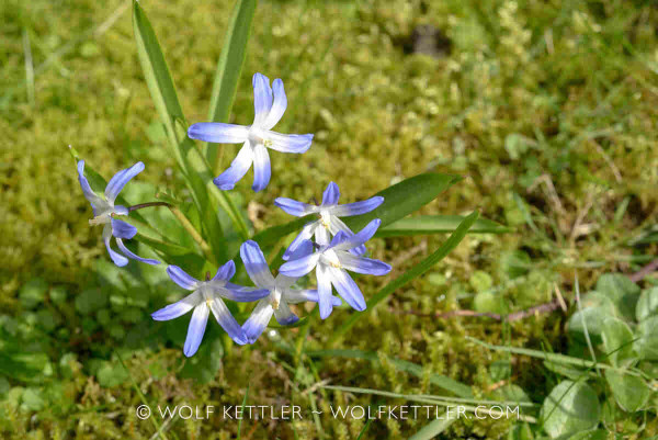 The photograph shows a small cluster of flowering Lucile's glory-of-the-snow, #Scilla luciliae, in the grass. The flowers are blue with white centres.