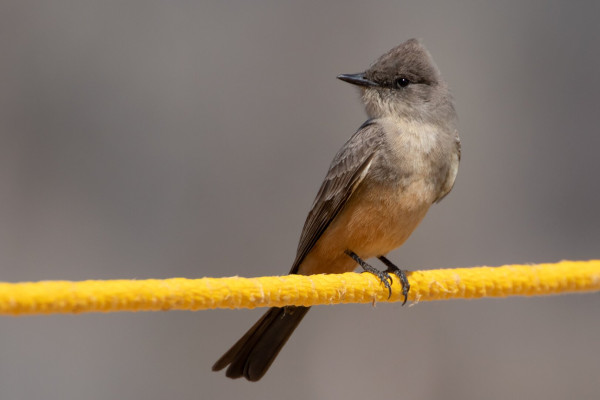A Say’s Phoebe bird perched on a taut yellow rope.