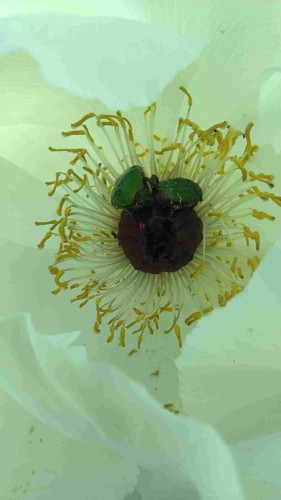 Le cœur d'une pivoine blanche en fleur, dans laquelle se trouve deux scarabées verts.