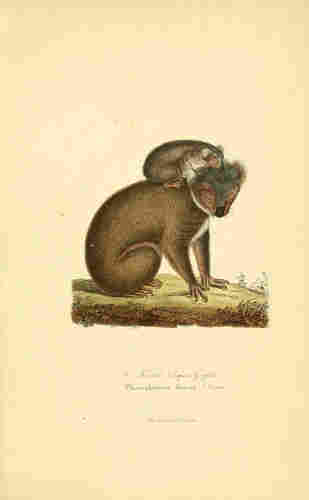 Koala illustration, from the source cited above