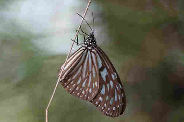 A butterfly with a dark body with white spots. The wings are brown with a series of white stripes. The edge of the wings have a series of white spots.