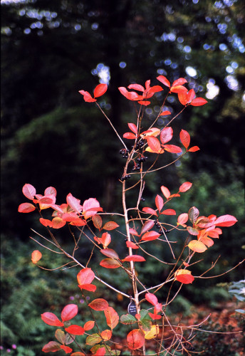 A small tree with bright red and yellow leaves against a dark background, out of focus and somewhat swirly. Colour photo.