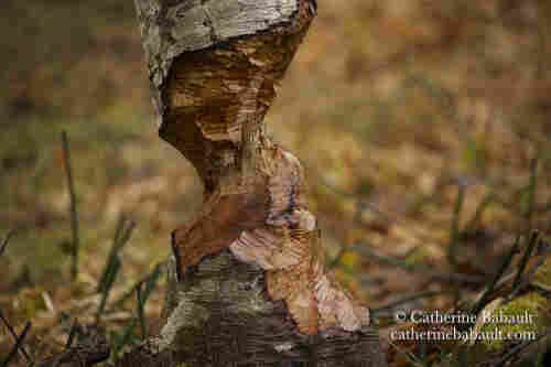 A stump with teeth marks left by a beaver.
