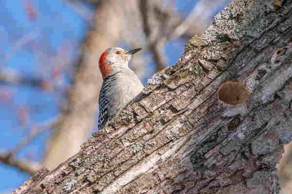 Image of a female red-bellied woodpecker perched on a large tree branch with out of focus branches and blue sky in the background. The woodpecker is facing right leaving one eye visible. Female red-bellied woodpeckers have off-white belly, chest, and neck feathers with a slight red blush on the lower belly, black and white back, wing, and tail feathers with a checkerboard pattern on the wings, a red feathers on the back of its head, an off-white cheek, chin and top of head, black beaks, and dark grey legs and feet that are designed to grasp the sides of trees.