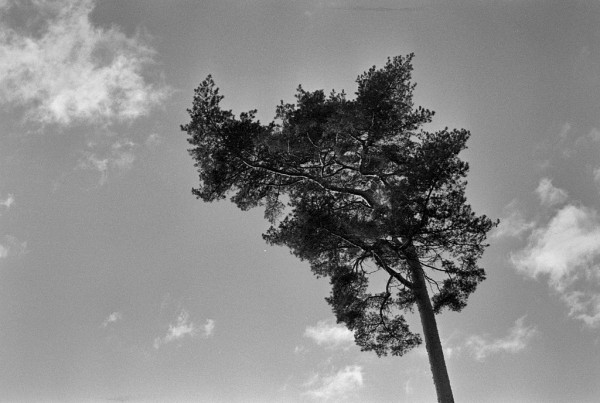 Looking up at a tall pine silhouetted against the sky, sun lighting up the left side of the branches. The top left branch curls upwards in a shape echoing the wispy clouds to left and right. Black and white photo.