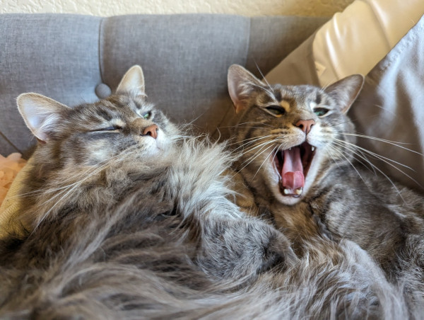 Two grey cats inextricably cuddling. One is yawning.