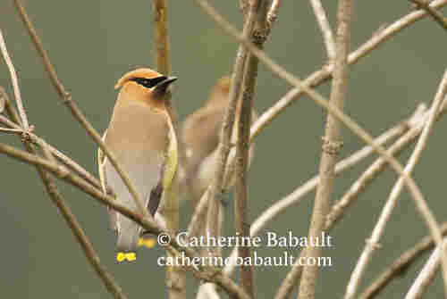 Two cedar waxwing birds on branches without any leaves or greenery.