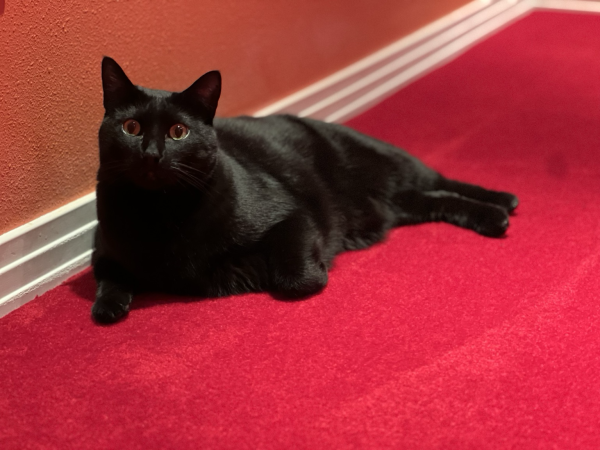 Handsome glossy black cat loafing using a wall for support. He is alert and is hoping for a treat