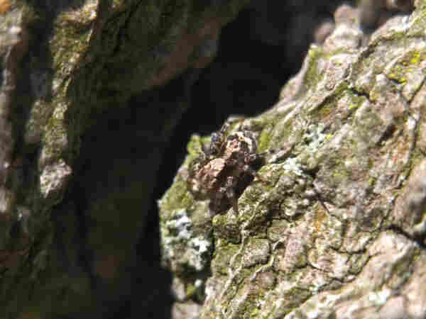 A flea jumper (Naphrys pulex) on tree bark. It is squat, variegated brown and black, with a pale marking on its back that looks sort of like a T or also a skull? It's fiendishly good for camouflage, anyway.