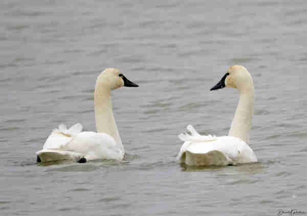 Two all-white birds with long necks and dark bills floating on a lead-gray pond