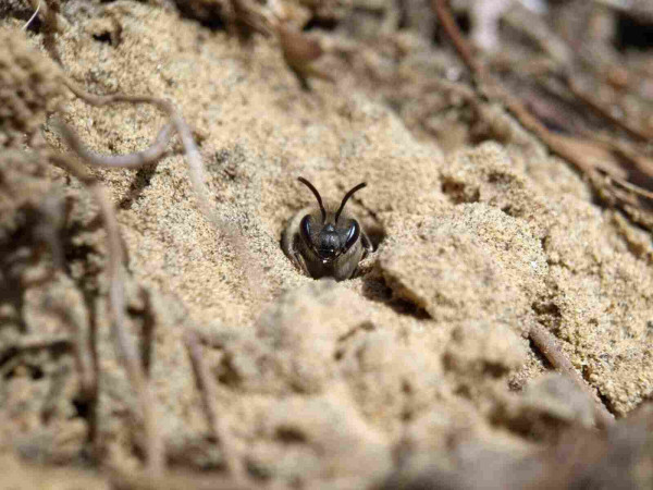 A cellophane bee, its fuzzy head the same golden yellow as the sand, pokes its head out of its burrow.