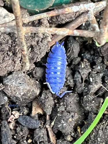 Closeup of the bright indigo blue woodlouse on the ground next to the rusting bottom of the metal wire fence. Similar to a gunmetal gray roly-poly bug.