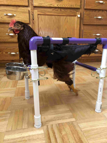 Brown Rhode Island Red hen suspended in a sling attached to a purple and white PVC “wheel chair” with food and water bowls attached to the front.  the wheels have been replaced with stationery legs 