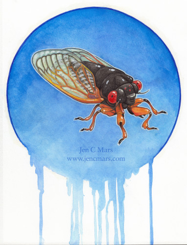 Illustration in watercolor and pencil of a stylized periodical cicada. The cicada is shiny black with black-orange legs and wings. The background is a sky blue circle with drips of watercolor running to the bottom of the picture.