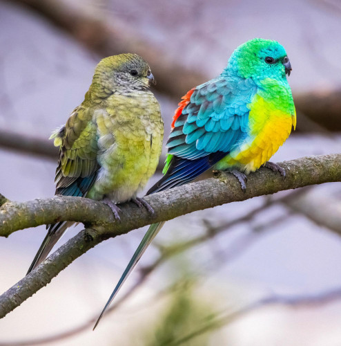 A pair of red-rumped parrots