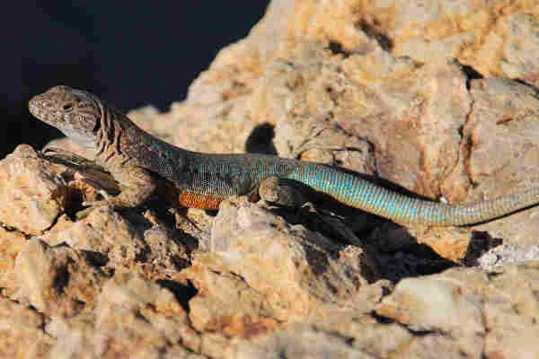A lizard endemic to the central area of Chile, large in size and very robust in build, with scales of very beautiful colors, between metallic green, black, brown and orange on the belly.