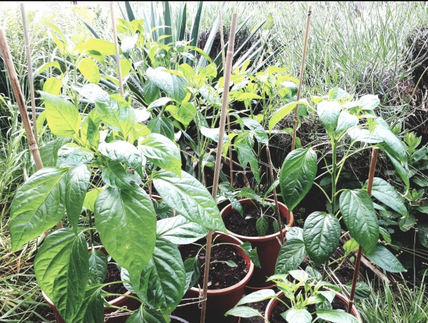 Several ufo chillies in pots standing between other plants outside.