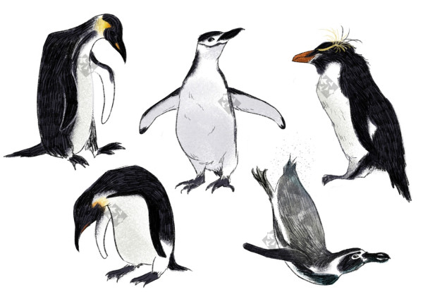 Digital art of five penguins. Mostly black, some grey shades, and a few spots of color on their beaks and crests. The lineart resembles a pencil, airbrush textures construct the shading and more pencil lines on the black areas simulate feather texture.

There's two emperor penguins on the left, their head is black and the beak slim. The one on top has a somewhat rectangular shape, the neck is extended and the head is facing to the ground. The bottom one is bending over, looking down too. They have bright yellow spots on the neck.

The chinstrap penguin stands on the middle with the fins lifted and its beak facing up, looking at us with the head in profile. The penguin's body has an oval shape. As it name suggests, it has a mark around the chin that makes it look like it has a tiny helmet on.


The rockhopper penguin stands in profile. It's wider than the others, it has a big orange beak and a bright yellow crest over the eyes, like eyebrows or funny hairstyle (feather-style?).


Finally, on the bottom right there's the humboldt penguin. It has a black and white pattern on the back and a black strip on the chest. The beak is big and black. It's depicted diving or swimming on water. It has some bluish and light grey details on the back, as the feathers are reflecting the light on the water around him.