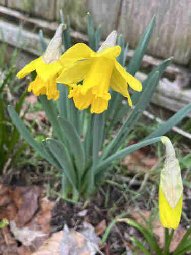 A photo of two bright yellow daffodils and an unopened daffodil bud