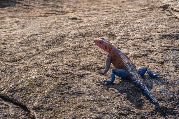 A red-headed agama lizard with bright blue body on a textured rock surface.