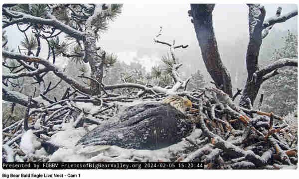 Jackie, the female, is still on the nest, and has been for more than 22 hours.

The weather has gotten colder and what was previously freezing rain is now snow.  Hoping this covers the nest again, and gives it some insulation.

The large nest has almost all of its sticks currently visible, with just a dusting of new snow on most of it (and Jackie).  She is lying with her head at approx 2:00, but there is no real view in that direction.  It looks foggy and cold.  And wet.  

I would really like to see a fish delivered sometime.