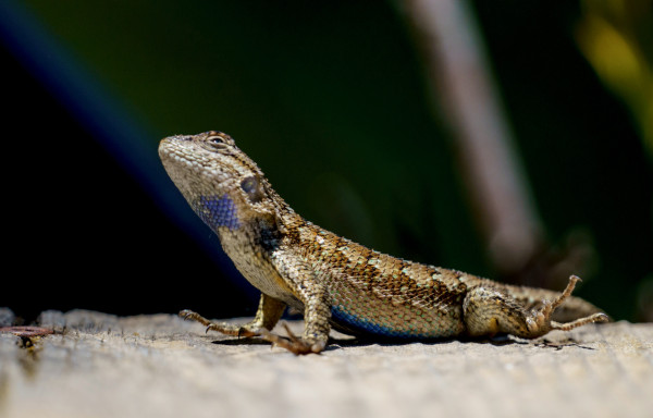 A small lizard with its head up showing an iridescent throat and belly