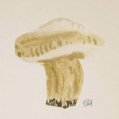 Ink Drawing of a small brown mushroom. 