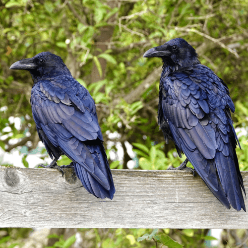 A pair of common ravens perched on a fence
