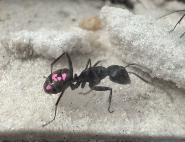 A chunky black ant with pink paint on her gaster in profile. 