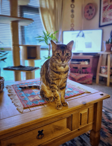 Bengal cat Neko sitting on the living room coffee table patiently staring at me to get up and get his dinner. 