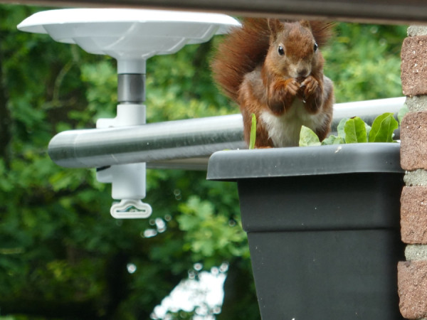 Eichhörnchen in Blumentopf draußen.