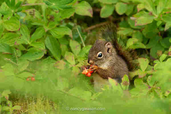 A tiny red squirrel clutches a bunch of red berries to eat. It is sitting on moss surrounded by green foliage. The squirrel's tail is erect up its back with hairs sticking up over its head.