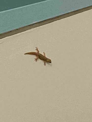 Yellow gecko standing on side of vertical wall