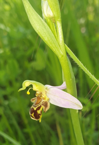 Bee orchid flower with its pollinia bending towards the stigma