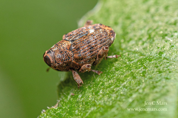A bean-shaped brown and white speckled insect with a flat face and pebbled texture stands on the edge of a leaf. 
