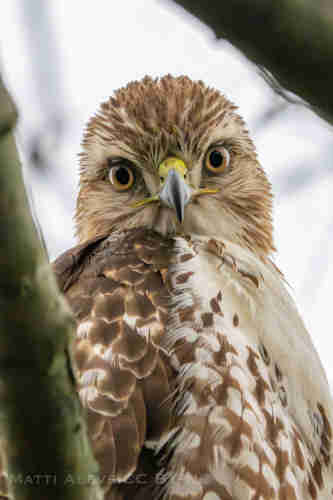 Red tailed hawk staring straight at camera.  Close up of face, brown eyes, yellow mouth, brown and light brown feathers.