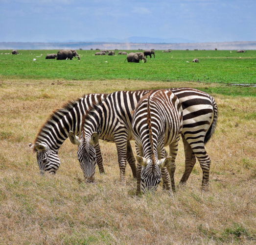 In Amboseli National Park three zebras graze the dry plains and behind them lies the rich green swamp where there are many elephants grazing. It is a serene picture of African wildlife 
