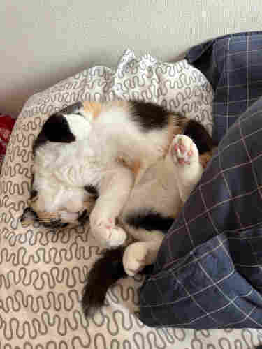 A calico cat lies half upside down on a pillow, her white fluffy belly exposed. 