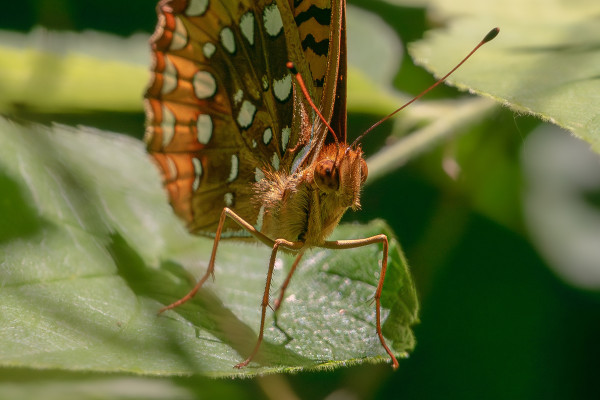 Extreme closeup photograph of a great spangled fritillary butterfly with closed wings standing on a horizontal green leaf with out of focus green leaves in the background. The butterfly is facing slightly to the right with its head near center frame and the upper portion of its upper wing mostly out of frame. Great fritillary butterflies have orange bodies covered in fine orange hairs, six orange legs, two large, orange, compound eyes with darker spots, and two orange antennae. They have large orange upper and lower inner wings with cream-white spots outlined in black, black spots and striping, and orange colors that range from almost tangerine to burnt-orange.