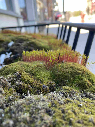 Looking from one end to the other of a traditional black metal window flower box, that is exclusively full of moss. Some green, some gray, with large clusters of sporophytes on red stems with green caps.