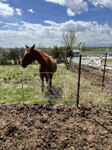 A chestnut mare on the wrong side of an electric fence